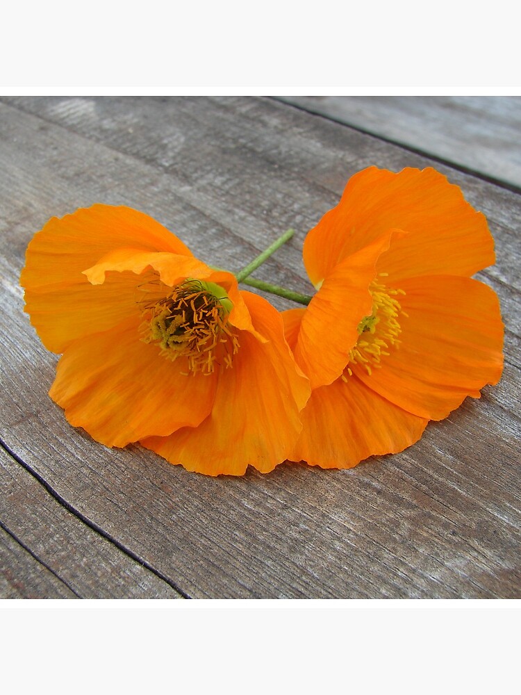 Orange flowers on a wooden table by svehex