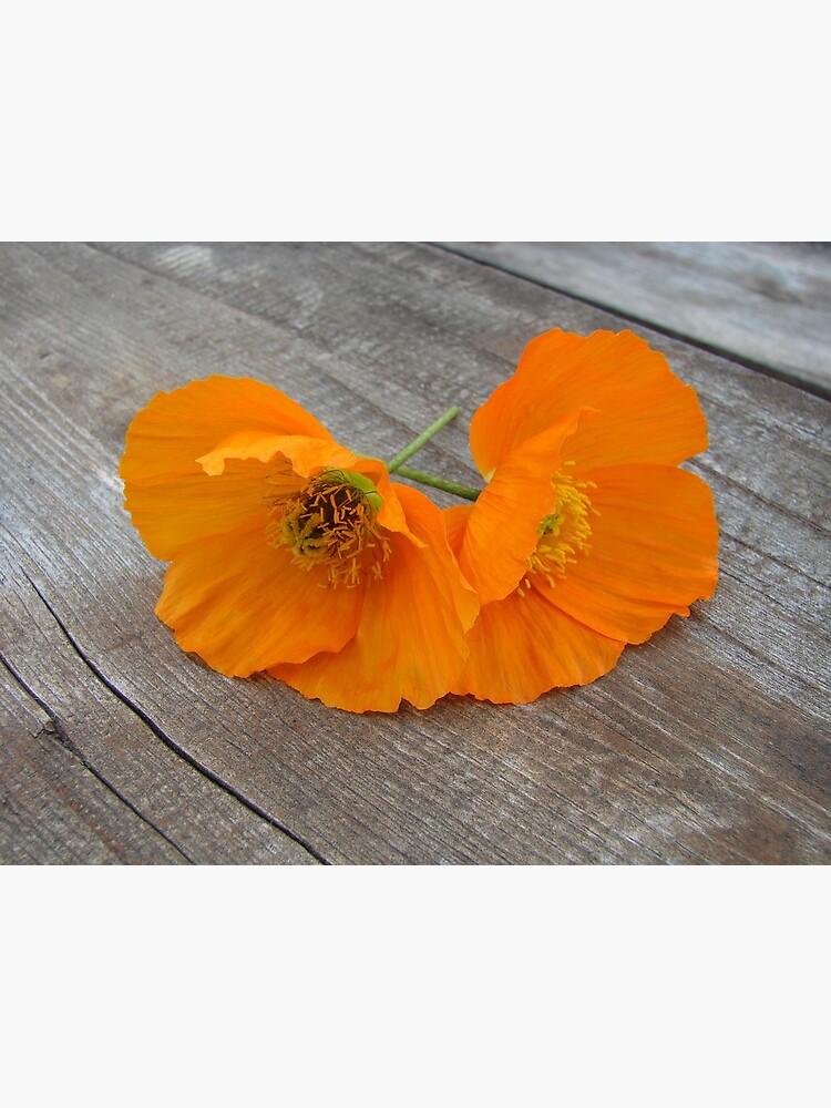 Orange flowers on a wooden table by svehex