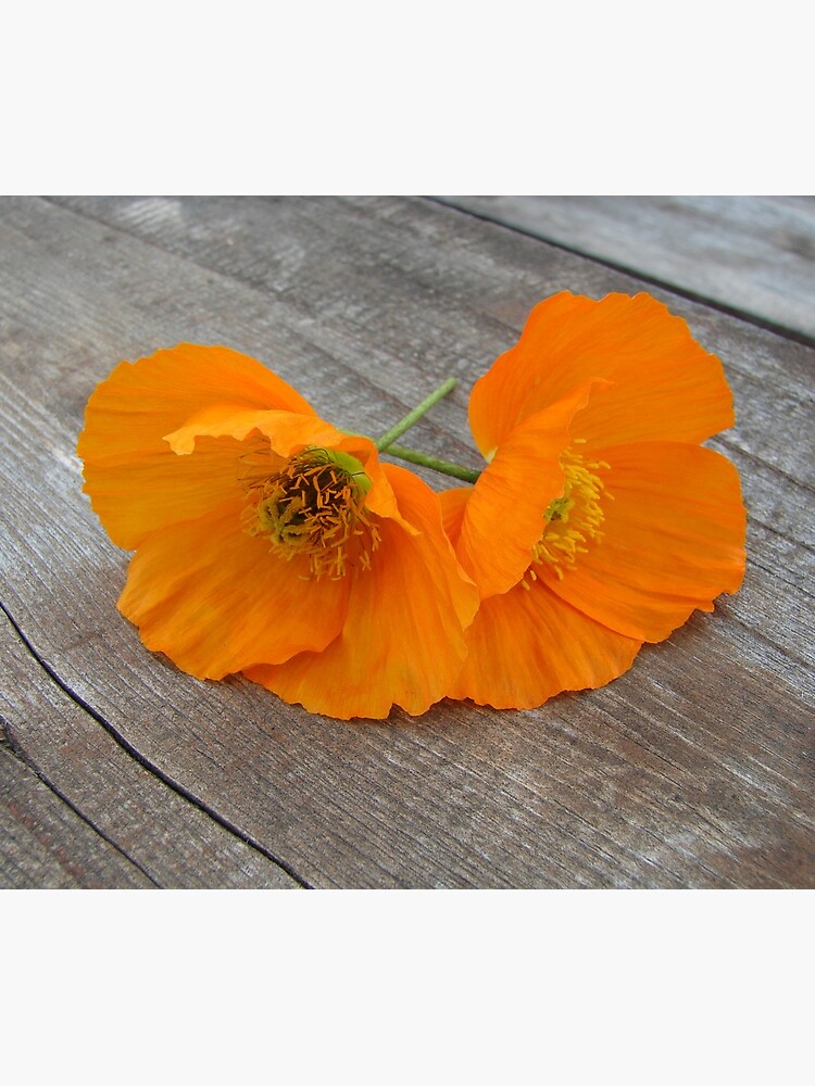 Orange flowers on a wooden table by svehex