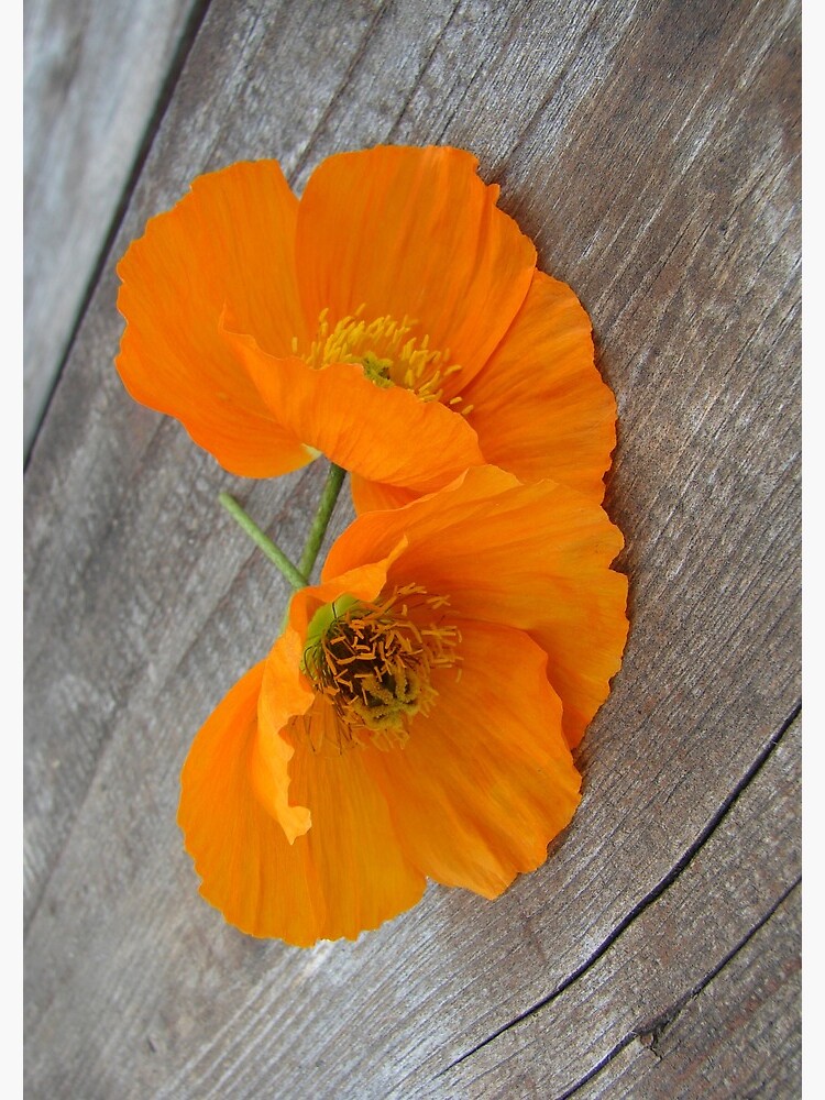 Orange flowers on a wooden table by svehex