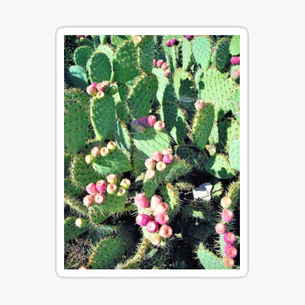 CACTUS 2 Sticker