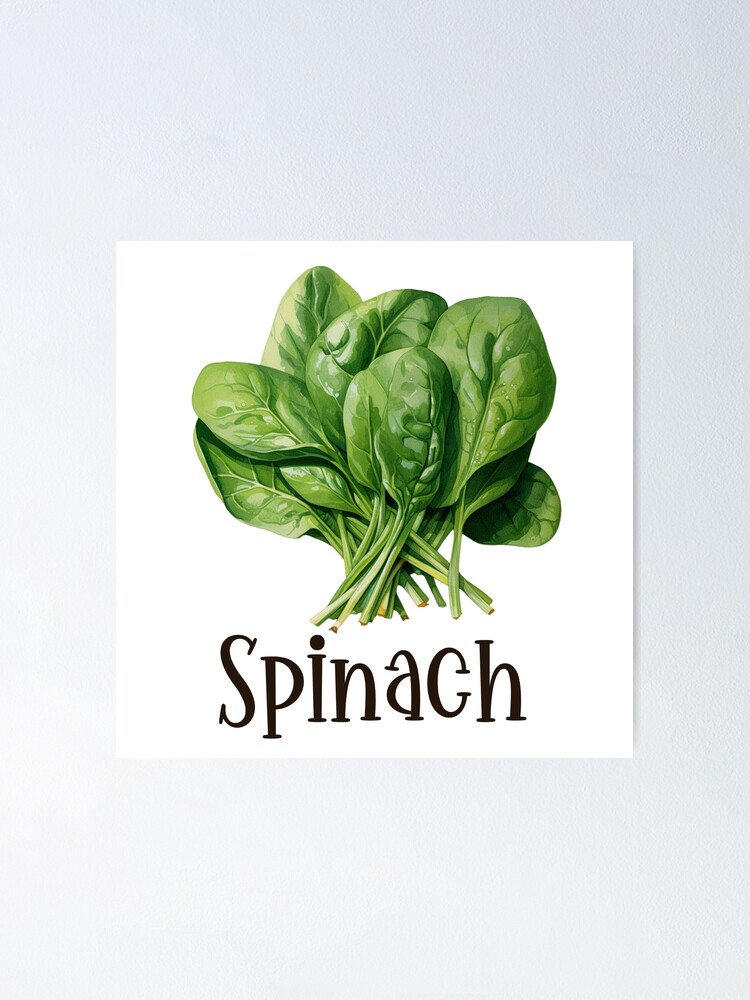 Spinach Drawing PNG Transparent Images Free Download | Vector Files |  Pngtree