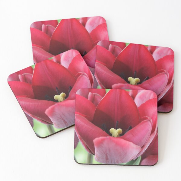 Item preview, Tulipa  'Ronaldo'  Triumph Group  Tulip  designed and sold by Chris Burrows.