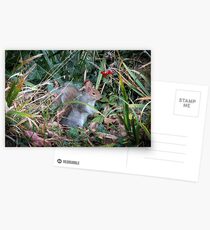 Woodland wanderer Postcards