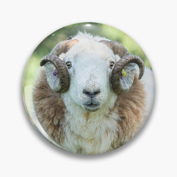 Item preview, Welsh Mountain Tup designed and sold by Jane Stanley Photography.