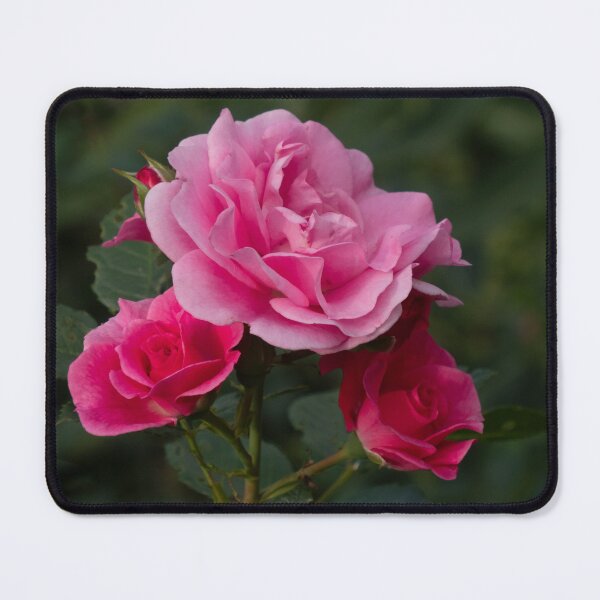 Item preview, Roses in Gibson Park designed and sold by Gerda Grice Photography.