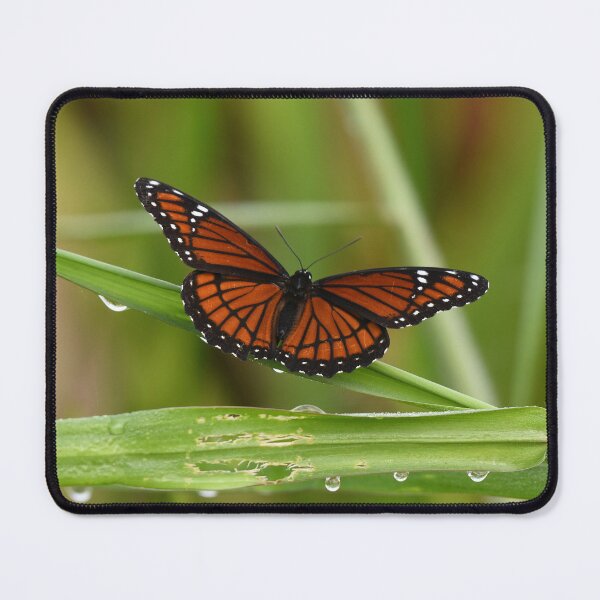 Item preview, Viceroy Butterfly designed and sold by CloserToTheArt.