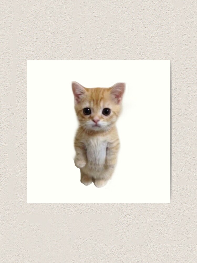 Mausi Hindi Poem Billi Mausi Ka Khel El Gato Cat Cute Tiktok Meme