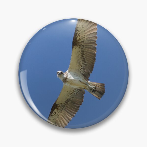 Item preview, Great Hervey Bay Osprey designed and sold by shannimages.