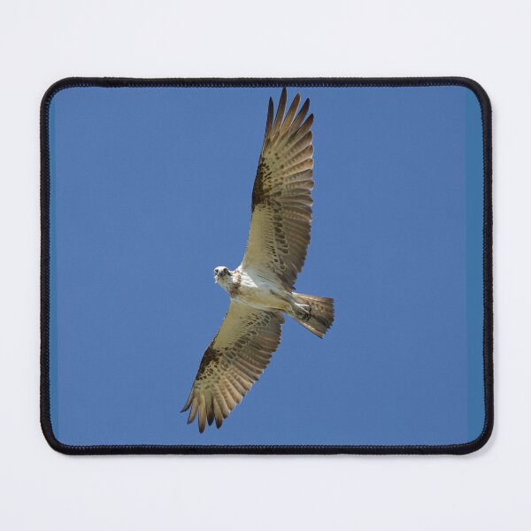 Item preview, Great Hervey Bay Osprey designed and sold by shannimages.