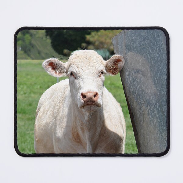 Item preview, White Cow designed and sold by IPPhotography.