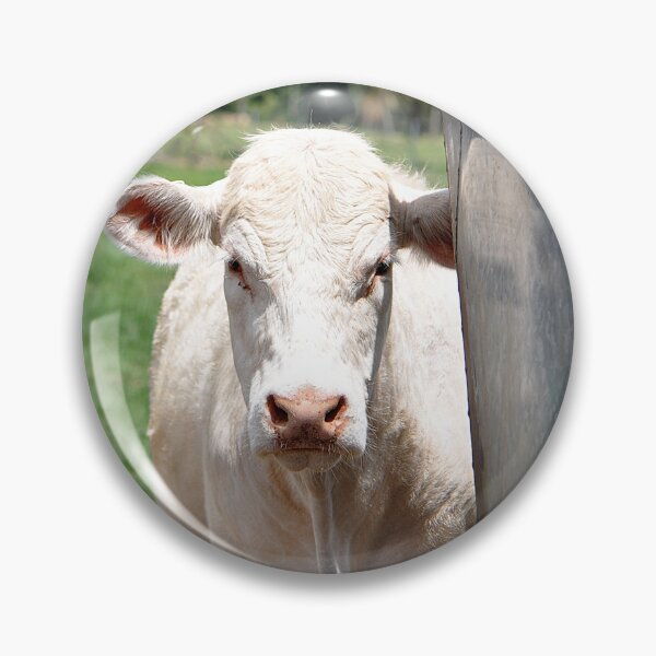 Aperçu de l'œuvre White Cream Moo Cow me regardant derrière une station d'alimentation en métal créée et vendue par IPPhotography.