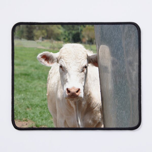 Item preview, White Cream Moo Cow peaking out at me from behind a metal feeder station designed and sold by IPPhotography.