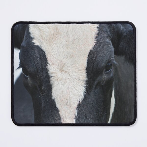 Item preview, Black and White milking cow closeup designed and sold by IPPhotography.