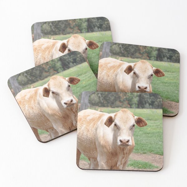 Item preview, Moo Cow in a field looking straight at me designed and sold by IPPhotography.