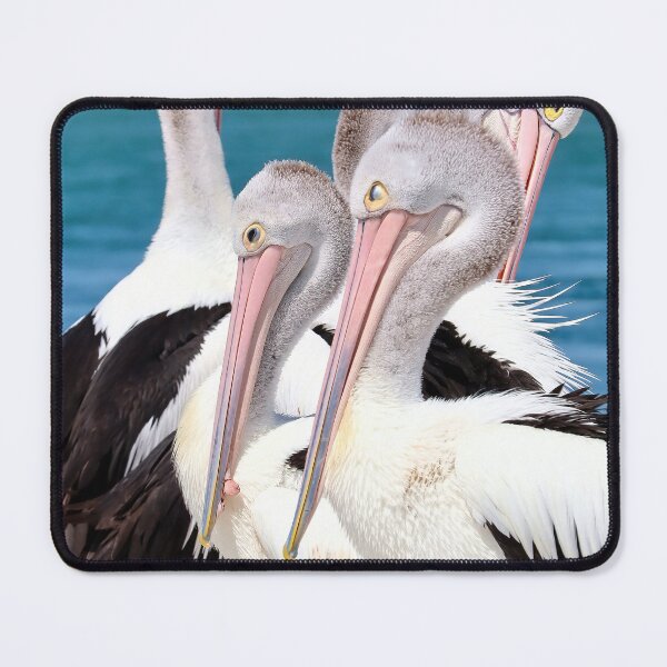 Item preview, Five Pelicans Tuncurry 05 designed and sold by kevin Chippindall.