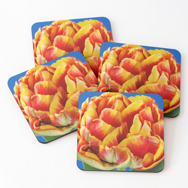 Item preview, Tulipa  'Cilesta'    Double Early Group  Tulip designed and sold by Chris Burrows.