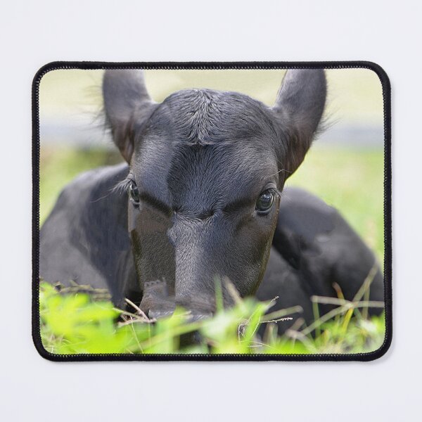 Item preview, Bebé vaca negra acostada en un campo de hierba en una granja designed and sold by IPPhotography.