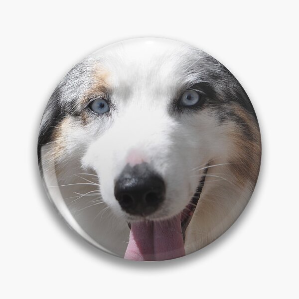 Item preview, Lovely black and white Australian Sheperd dog designed and sold by IPPhotography.