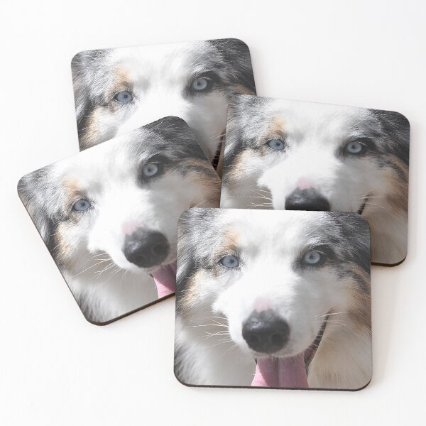 Item preview, Lovely black and white Australian Sheperd dog designed and sold by IPPhotography.