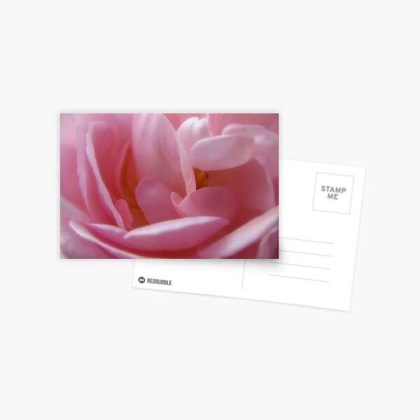 Pink Pearls Postcard