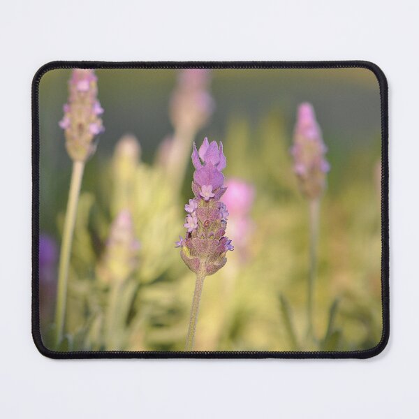 Item preview, Sunset Lavender Purple Flower field designed and sold by IPPhotography.