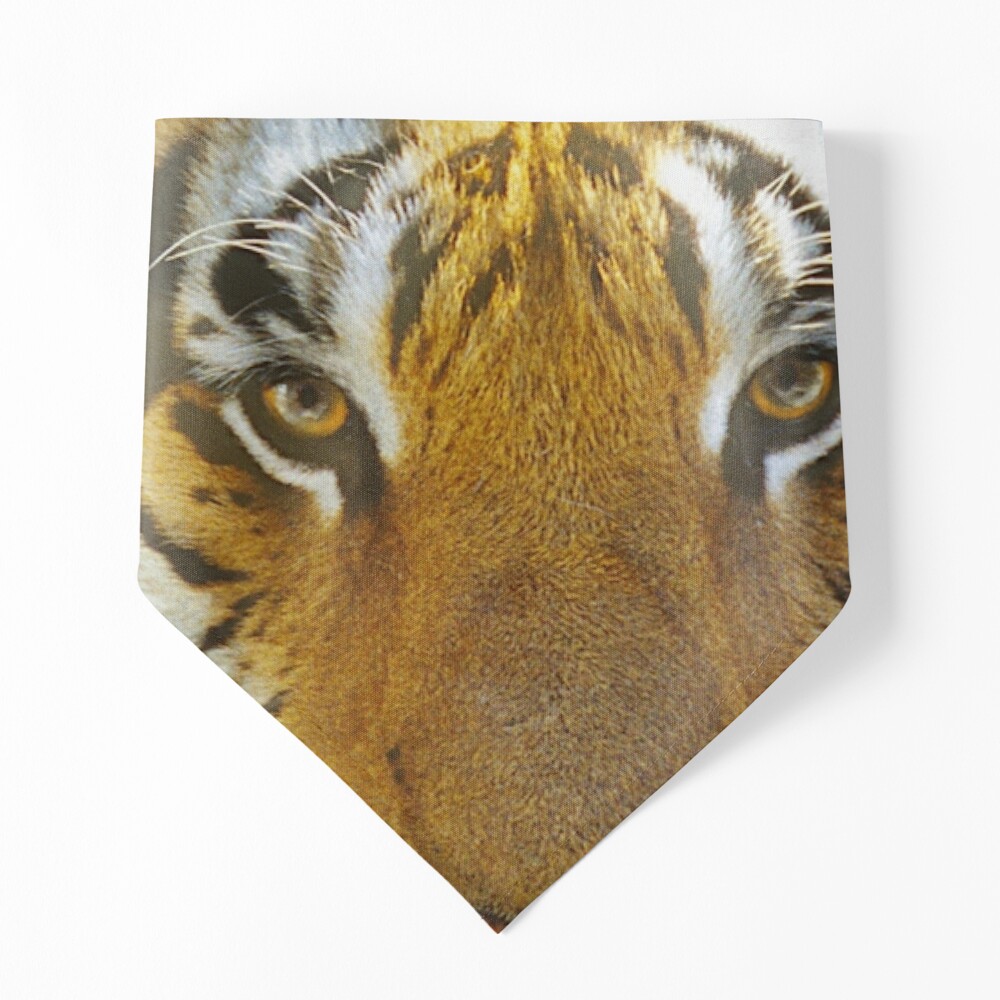 Tiger Face: Up Close and VERY Personal Art Photo Leggings for