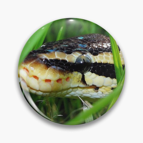 Artikelvorschau, Königspython im Gras entworfen und verkauft von TheAnimalZ00.