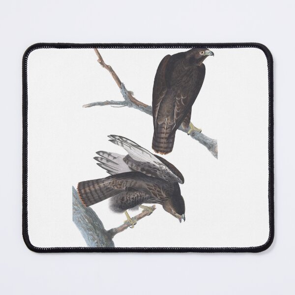Item preview, Black Warrior Birds Vintage Chromolithograph by Audubon and Havell Birdwatching Gift designed and sold by ElegantTeaTime.