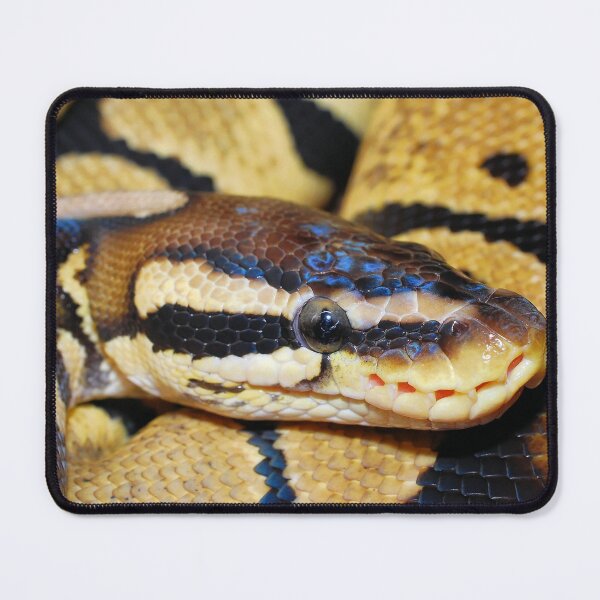 Item preview, Closeup of a Royal Python Snake designed and sold by TheAnimalZ00.