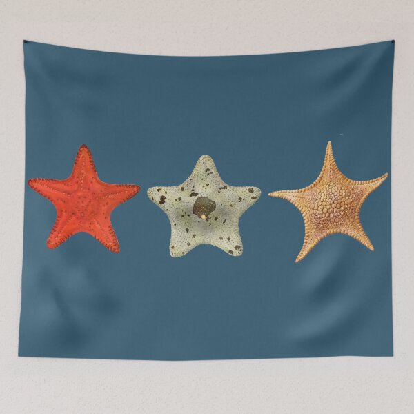 Item preview, The Epoch Collection Australian Starfish from Echinoderms from Australia 1938 NAVY designed and sold by Coastal Garden Design Studio.