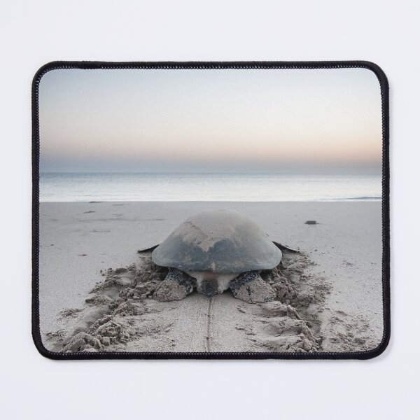 Item preview, Serene Sea Turtle at Dawn - Ras Al Hadd, Sultanate of Oman designed and sold by DavidGabisPhoto.
