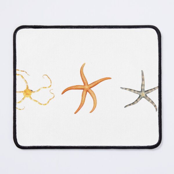 Item preview, The Epoch Collection Australian Starfish III from Echinoderms from Australia 1938 designed and sold by Coastal Garden Design Studio.