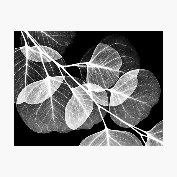 Item preview, Eucalyptus leaves, X-ray (C038/9413) designed and sold by SciencePhoto.