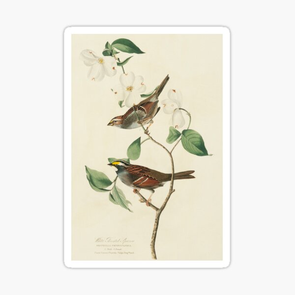 Item preview, Two white-throated sparrows, artwork (C011/2492) designed and sold by SciencePhoto.
