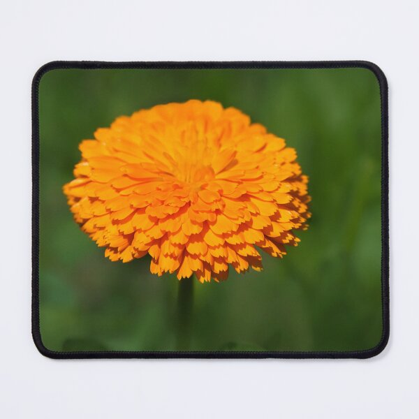 Item preview, Calendula designed and sold by Dorset Girl.