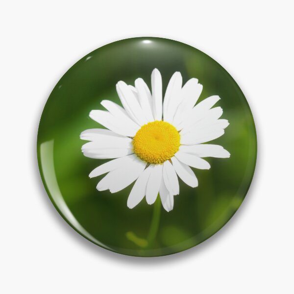 Item preview, Oxeye Daisy  Leucanthemum-vulgare designed and sold by Dorset Girl.