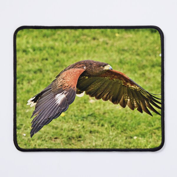 Item preview, Harris Hawk designed and sold by Richard Allen.