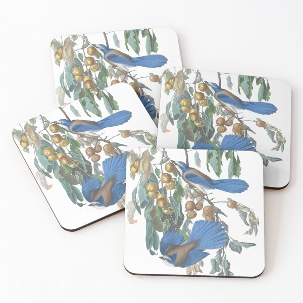 Item preview, Florida Jay Bird Vintage Chromolithography by Audubon and Havell Birdwatching Gift designed and sold by ElegantTeaTime.