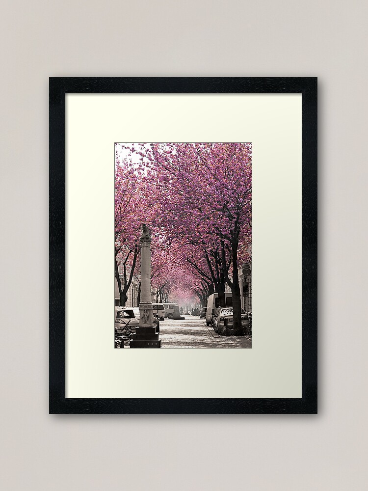 Thumbnail 1 von 7, Gerahmter Kunstdruck, Berühmte Strasse in Bonn, Deutschland Cherry Blossoms in Spring, hochformat designt und verkauft von VictoriaBonn.