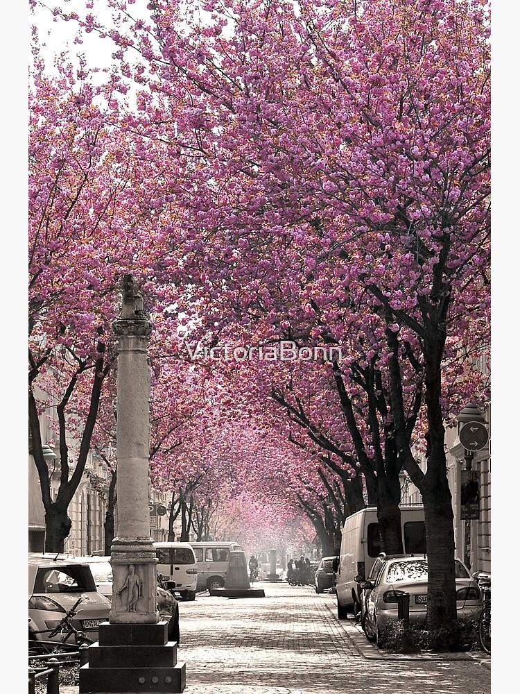 Thumbnail 7 von 7, Gerahmter Kunstdruck, Berühmte Strasse in Bonn, Deutschland Cherry Blossoms in Spring, hochformat designt und verkauft von VictoriaBonn.