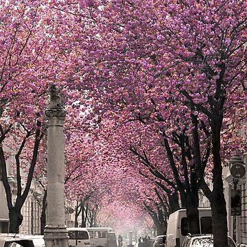 Vorschaubild zum Design Berühmte Strasse in Bonn, Deutschland Cherry Blossoms in Spring, hochformat von VictoriaBonn