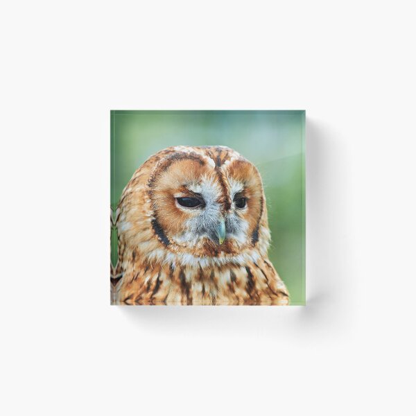 Item preview, Brown Owl designed and sold by Richard Allen.