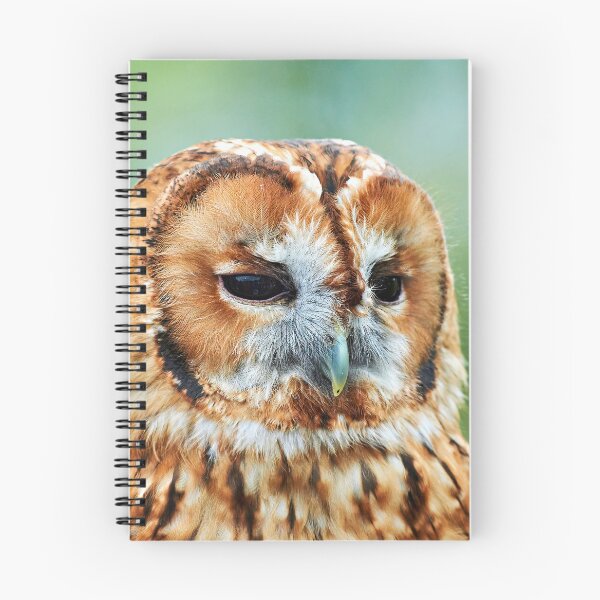 Item preview, Brown Owl designed and sold by Richard Allen.
