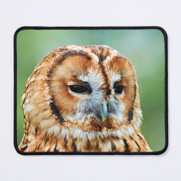 Item preview, Brown Owl designed and sold by Richard Allen.