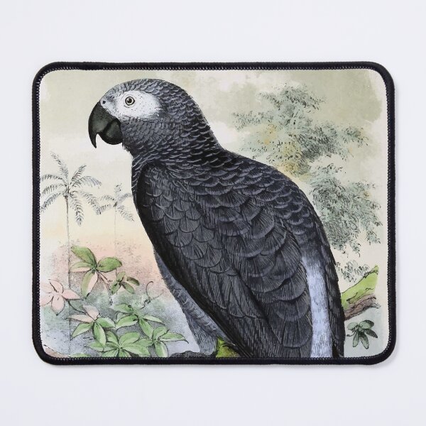 Item preview, African Grey Parrot Poster designed and sold by Sesame1195.