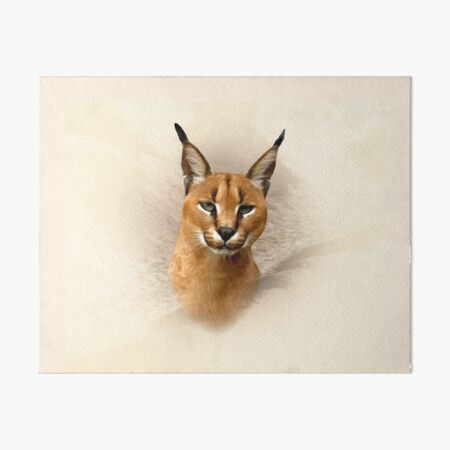 FLOPPA CAT \ CARACALS / GOOD AT MATH Art Board Print for Sale by Mad-Boy