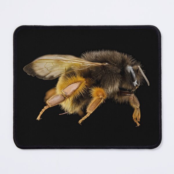 Item preview, Taiwanese Bumble Bee in original color designed and sold by DreamingBeetle.