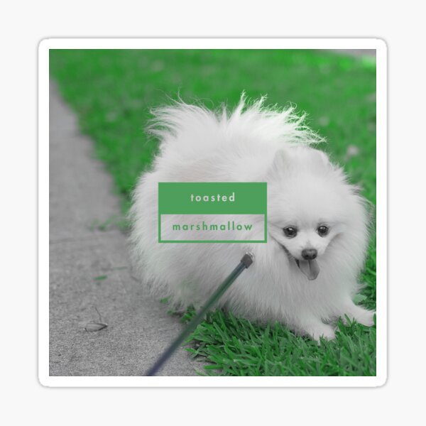 Cute Japanese Spitz Stickers Redbubble