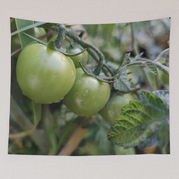 Item preview, Cute green tomatoes in fall, covered in dew as well designed and sold by tshuki.